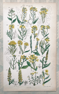 British Wild Flowers Illustration (N)