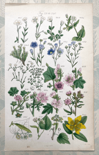 British Wild Flowers Illustration (M)