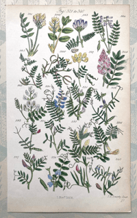 British Wild Flowers Illustration (L)