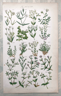 British Wild Flowers Illustration (K)