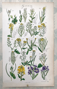 British Wild Flowers Illustration (J)