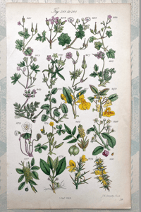 British Wild Flowers Illustration (I)