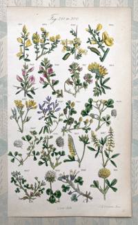 British Wild Flowers Illustration (H)