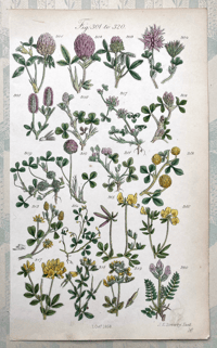 British Wild Flowers Illustration (G)