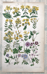 British Wild Flowers Illustration (F)