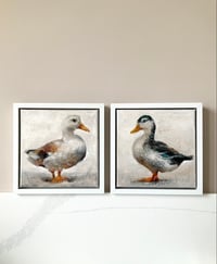 Image 5 of WHITE DUCK