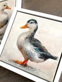 Image 2 of MALLARD DUCK