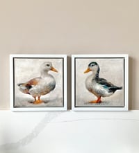 Image 3 of MALLARD DUCK