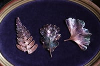 Image 4 of Cornice 21 in legno dorato con 3 spilla felce, quercia, ginkgo in rame e retro "pozioni magiche"