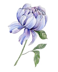 Image 2 of Peri Winkle Print