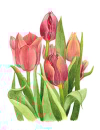 Image 2 of Clothed In Glory Print