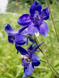Image 1 of Menzies Larkspur : Delphinium menziesii