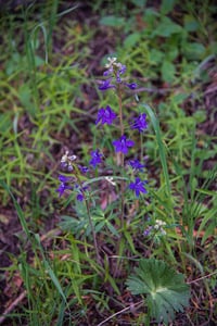 Image 2 of Menzies Larkspur : Delphinium menziesii