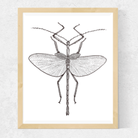 Stick Insect, Art Print, A5, Wall Art, Home Decor