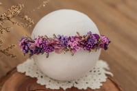 Newborn/Sitter Halo 303