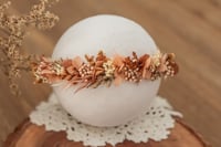 Newborn/Sitter Halo 311