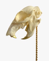 Image 2 of Squirrel Skull