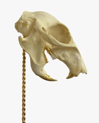Image 3 of Squirrel Skull