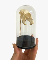 Image 1 of Squirrel Skull