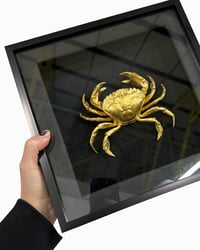 HUGE Crab frame