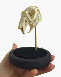 Image 1 of Hare Skull dome