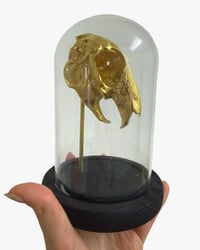 Image 4 of Hare Skull dome