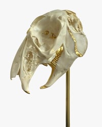 Image 2 of Hare Skull dome