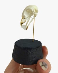 Image 1 of Quail Skull