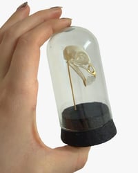 Image 2 of Quail Skull