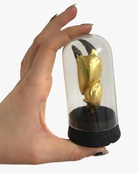 Image 1 of Crab claw dome