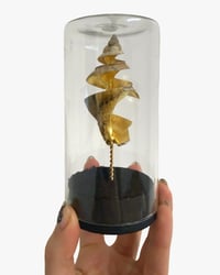 Image 2 of Spiral whelk dome