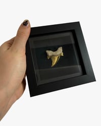 Shark tooth fossil frame