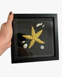 Starfish frame