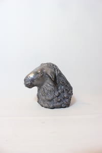 Image 1 of Young Sheep Portrait / Jaunos Avies Portretas