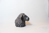 Image 2 of Young Sheep Portrait / Jaunos Avies Portretas