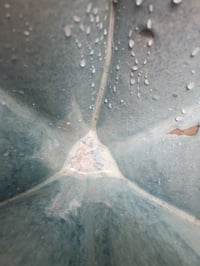 Image 3 of Pentacular