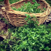 Image 2 of Chickweed Salve - 2 oz Glass Jar
