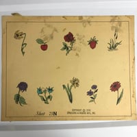 Image 1 of 1976 hand colored Spaulding & Roger’s production flash sheet flowers 11x14