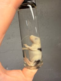 Image 2 of Fuzzy Mouse