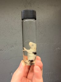 Image 1 of Fuzzy Mouse