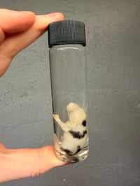 Image 4 of Fuzzy Mouse