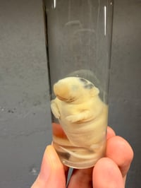 Image 3 of  Fuzzy Mouse