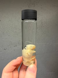 Image 1 of  Fuzzy Mouse