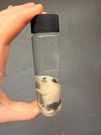 Image 4 of  Fuzzy Mouse