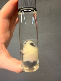 Image 5 of  Fuzzy Mouse