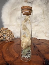 Kenyan Sand Boa Shed