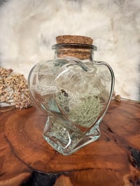 Image 2 of  Corn Snake Shed