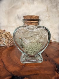 Image 3 of  Corn Snake Shed