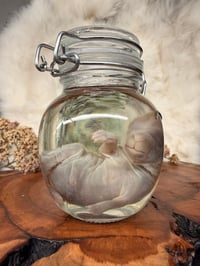 Image 1 of Baby Bunny