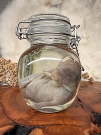 Image 2 of Baby Bunny